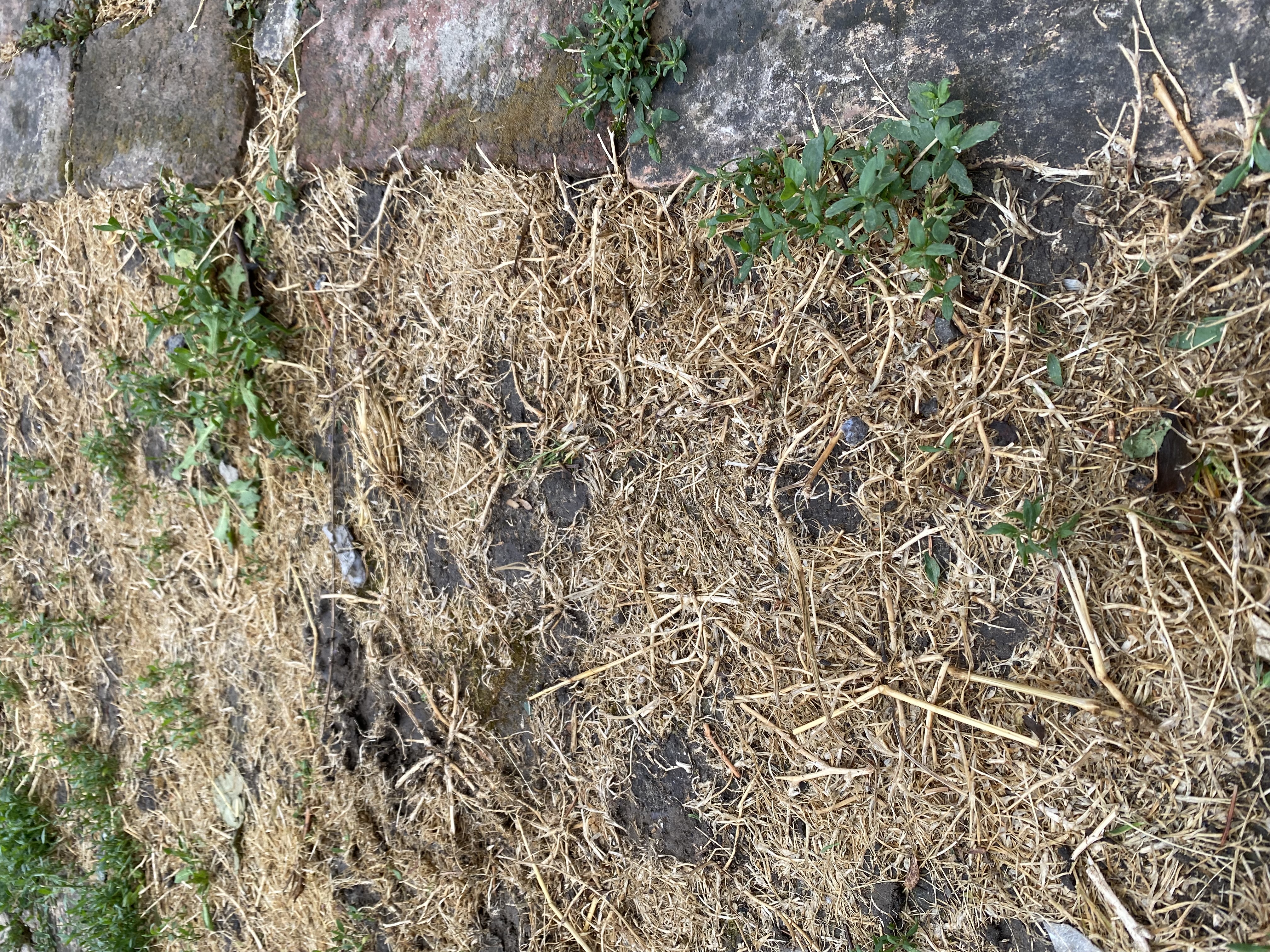Lehetőség szerint kerüljük a vegyszeres gyomirtást közterületen