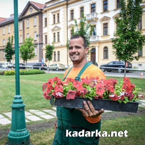 Több mint 23 ezer virágpalántát ültetnek el Szekszárd közterületein