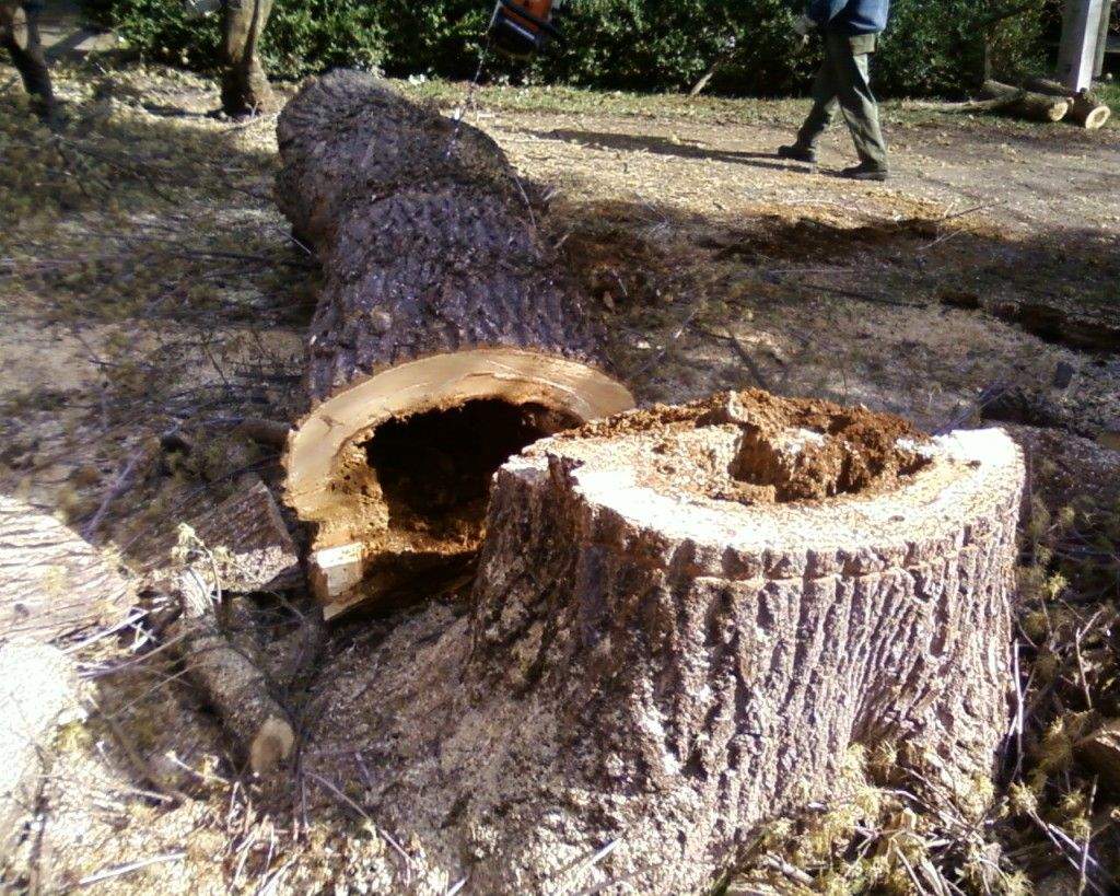 A hivatal felméri a veszélyes fákat